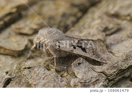 Closeup on the European Hebrew Character owlet moth, Orthosia gothica sitting on wood Closeup on the European Hebrew Character owlet moth, Orthosia gothica sitting on wood 108061479