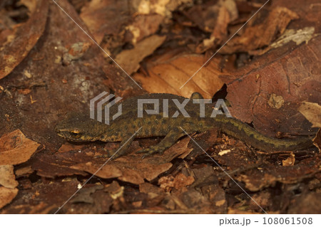 Closeup on an adult European Carpathian newt, Lissotriton montandoni sitting on forrest litter 108061508