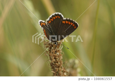 Closeup on a small, fresh emerged Brown Argus butterrfly, Aricia agestis sitting in a grassland Closeup on a small, fresh emerged Brown Argus butterrfly, Aricia agestis sitting in a grassland 108061557