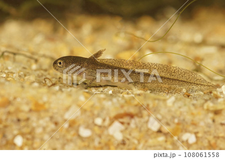 Closeup on an aquatic larvae of the EUropean Carpathian newt; Lissotriton montandoni Closeup on an aquatic larvae of the EUropean Carpathian newt; Lissotriton montandoni 108061558