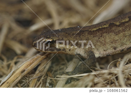 Closeup on an adult European Carpathian newt, Lissotriton montandoni sitting on the ground 108061562