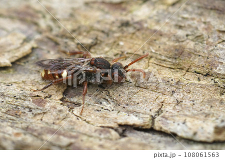 Detailed closeup on a small pentatomid shiedlbug, Holcogaster fibulata sitting on wood Detailed closeup on a small pentatomid shiedlbug, Holcogaster fibulata sitting on wood 108061563