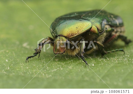 Closeup on a colorful green metallic rose chafer beetle, Cetonia aurata on a green leaf 108061571