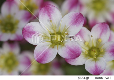 Closeup on the colorful white and pink Saxifrage flowers in the garden 108061581