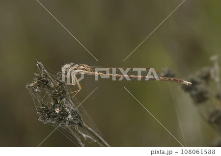 Dark closeup on a female Common winter damselfly, Sympecma fusca sitting in the vegetation in the garden 108061588