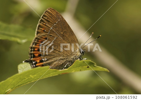Closeup on the small colorful black hairstreak butterfly Satyrium pruni sitting with closed wings Closeup on the small colorful black hairstreak butterfly Satyrium pruni sitting with closed wings 108061592