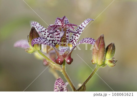 Closeup on the colorful Japanese toad or hairy toad lily, Tricyrtis hirta in the garden Closeup on the colorful Japanese toad or hairy toad lily, Tricyrtis hirta in the garden 108061621