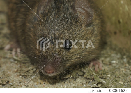 Detailed closeup on a cute, furry, juvenile House mouse, Mus musculus 108061622
