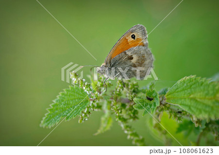 Closeup on the Small Heath butterfly, Coenonympha pamphilus agai Closeup on the Small Heath butterfly, Coenonympha pamphilus agai 108061623