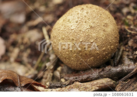 Closeup on the common earthball or pigskin poison puffball mushroom, Scleroderma citrinum on the forest floor 108061631