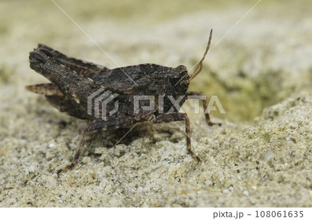 Closeup on a brown form of the common ground hopper, Tetrix undulata Closeup on a brown form of the common ground hopper, Tetrix undulata 108061635
