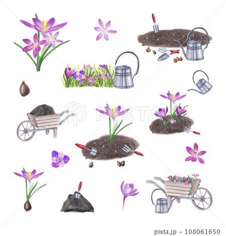 Set of crocuses, bulbs, soil, garden hand tools. Planting flowers in the ground and watering. Spring flowers, gardening equipment. Watercolor illustration for the design of booklet flyer, label Set of crocuses, bulbs, soil, garden hand tools. Planting flowers in the ground and watering. Spring flowers, gardening equipment. Watercolor illustration for the design of booklet flyer, label 108061650