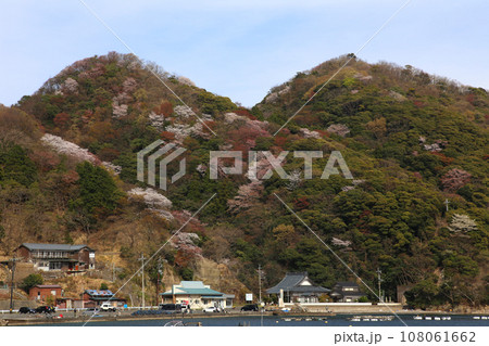 若狭　常神漁港　若狭常神　常神のソテツ　福井県若狭町　常神民宿街　若狭常神町　若狭湾　日本海　 108061662