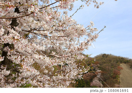 若狭　常神漁港　若狭常神　常神のソテツ　福井県若狭町　常神民宿街　若狭常神町　若狭湾　日本海　 108061691