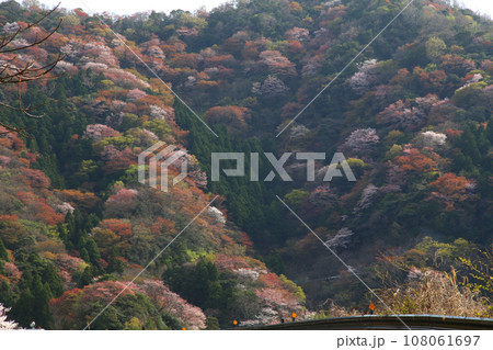 若狭 常神漁港 若狭常神 常神のソテツ 福井県若狭町 常神民宿街 若狭常神町 若狭湾 日本海 若狭 常神漁港 若狭常神 常神のソテツ 福井県若狭町 常神民宿街 若狭常神町 若狭湾 日本海 108061697