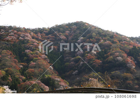 若狭 常神漁港 若狭常神 常神のソテツ 福井県若狭町 常神民宿街 若狭常神町 若狭湾 日本海 若狭 常神漁港 若狭常神 常神のソテツ 福井県若狭町 常神民宿街 若狭常神町 若狭湾 日本海 108061698