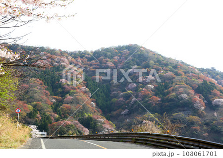 若狭 常神漁港 若狭常神 常神のソテツ 福井県若狭町 常神民宿街 若狭常神町 若狭湾 日本海 若狭 常神漁港 若狭常神 常神のソテツ 福井県若狭町 常神民宿街 若狭常神町 若狭湾 日本海 108061701
