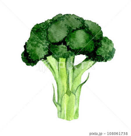 watercolor drawing. clipart broccoli. green vegetables realistic illustration watercolor drawing. clipart broccoli. green vegetables realistic illustration 108061738