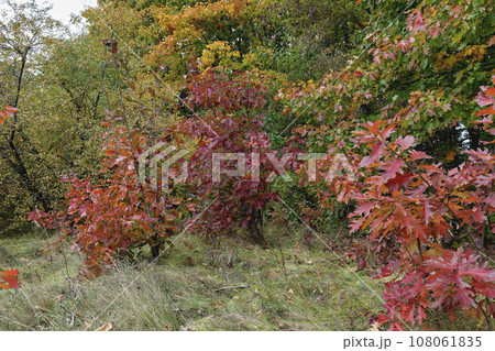 red oak leaves in autumn red oak leaves in autumn 108061835