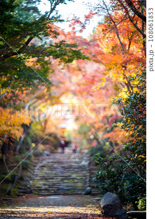 京都の秋、黄檗宗の寺・浄住寺、秋の日差しをうけて輝く参道の紅葉、光の渦 京都の秋、黄檗宗の寺・浄住寺、秋の日差しをうけて輝く参道の紅葉、光の渦 108061853