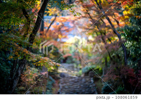 京都の秋、黄檗宗の寺・浄住寺、本堂へと続く石段の参道は紅葉のトンネル、光の渦 京都の秋、黄檗宗の寺・浄住寺、本堂へと続く石段の参道は紅葉のトンネル、光の渦 108061859