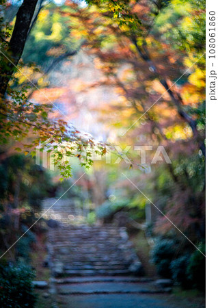 京都の秋、黄檗宗の寺・浄住寺、本堂へと続く石段の参道は紅葉のトンネル、光の渦 108061860