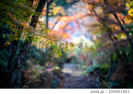 京都の秋、黄檗宗の寺・浄住寺、本堂へと続く石段の参道は紅葉のトンネル、秋色の光の渦 京都の秋、黄檗宗の寺・浄住寺、本堂へと続く石段の参道は紅葉のトンネル、秋色の光の渦 108061861