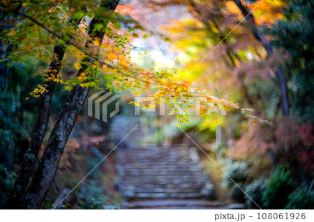 京都の秋、黄檗宗の寺・浄住寺、本堂へと続く石段の参道にカラフルな紅葉、秋色の光の渦 108061926