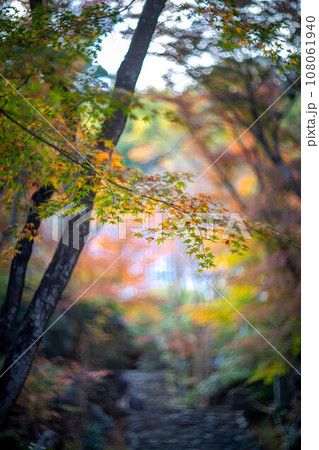 京都の秋、黄檗宗の寺・浄住寺、本堂へと続く石段の参道にカラフルな紅葉、秋色の光の渦 108061940