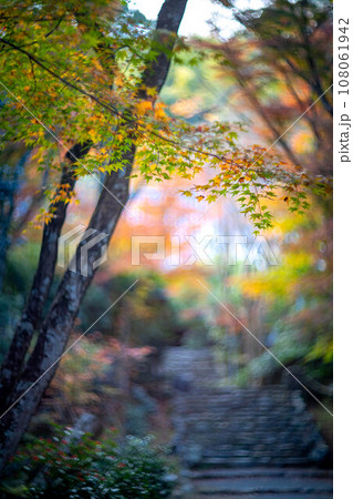 京都の秋、黄檗宗の寺・浄住寺、本堂へと続く石段の参道にカラフルな紅葉、秋色の光の渦 108061942
