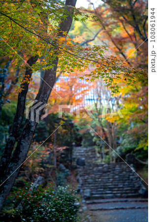 京都の秋、黄檗宗の寺・浄住寺、本堂へと続く石段の参道にカラフルな紅葉、秋色の光の渦 108061944