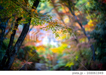 京都の秋、黄檗宗の寺・浄住寺、本堂へと続く石段の参道にカラフルな紅葉、秋色の光の渦 108061949