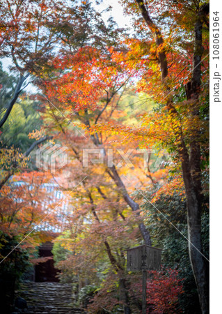 京都の秋、黄檗宗の寺・浄住寺、本堂へと続く参道は紅葉のトンネル 京都の秋、黄檗宗の寺・浄住寺、本堂へと続く参道は紅葉のトンネル 108061964