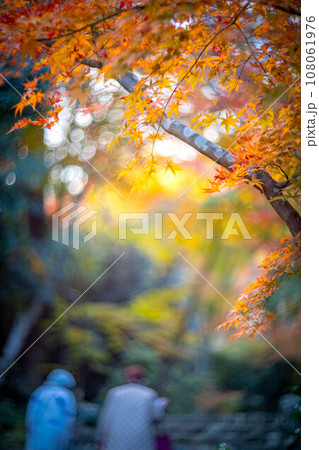 京都の秋、黄檗宗の寺・浄住寺、本堂へと続く参道にカラフルな紅葉の枝ぶり 108061976