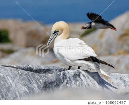 Northern Gannet off the Coast of Maine 108062427