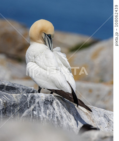 Northern Gannet off the Coast of Maine 108062439