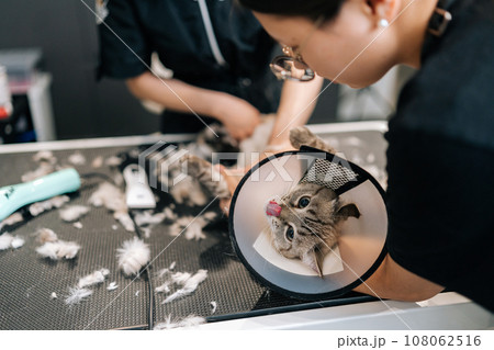 Cropped shot of professional female groomer...の写真素材 [108062516] - PIXTA