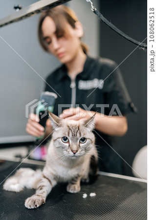 Vertical shot of female groomer cutting hair of domestic cat using electric razor for pet on animal salon. Master pet hairdresser giving professional service in veterinary clinic. 108062518