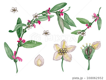 Knotweed is a medicinal plant. Diagram of the structure of a knotweed flower. Polygonal avicular grass. Watercolor illustration for your design 108062932
