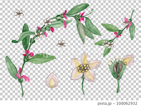 Knotweed is a medicinal plant. Diagram of the structure of a knotweed flower. Polygonal avicular grass. Watercolor illustration for your design 108062932