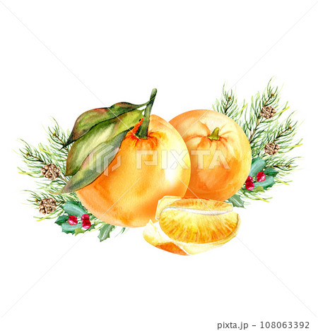 Watercolor traditional winter christmas compositon with orange citrus tangerines and leaves, pine branch, holly and fir cone.Hand drawn isolated xmas illustration for menu, greeting, invitation design Watercolor traditional winter christmas compositon with orange citrus tangerines and leaves, pine branch, holly and fir cone.Hand drawn isolated xmas illustration for menu, greeting, invitation design 108063392