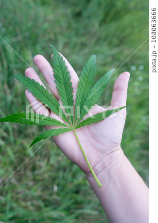 cannabis treatment concept 108063666