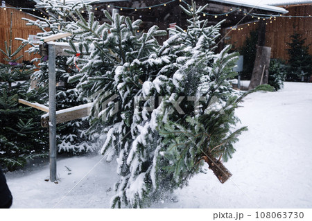Man carries snowy Christmas tree to wrap. Outdoor market 108063730