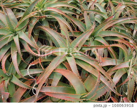 Aloe plants grown tight together Aloe plants grown tight together 108063918