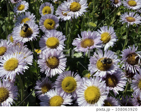 Bees pollen Sunflowers Bees pollen Sunflowers 108063920
