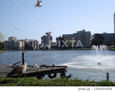 Birds flying and hanging out at Lake Merritt 108064009