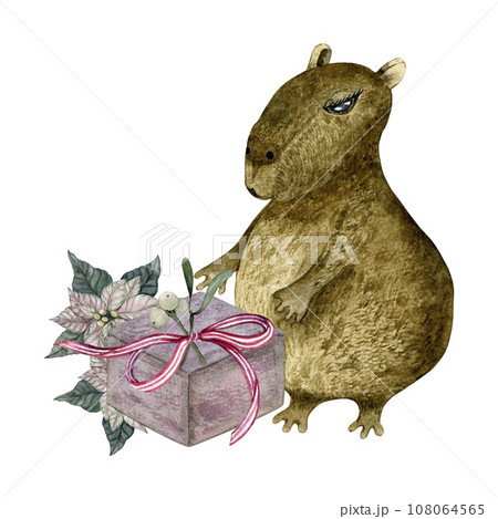 Cute South American animal. Capybara. Christmas gift. Poinsettia, mistletoe. Isolated watercolor illustration 108064565