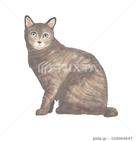 前を向いて座る短毛種の猫 前を向いて座る短毛種の猫 108064647