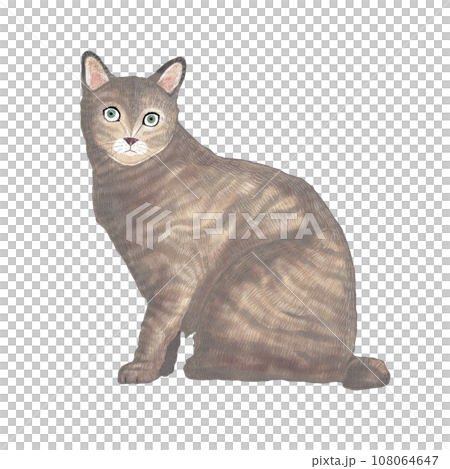 短毛貓面向前坐著 短毛貓面向前坐著 108064647