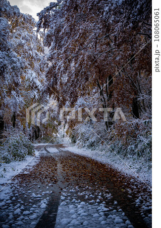 紅葉と雪の積もったブナ林 紅葉と雪の積もったブナ林 108065061